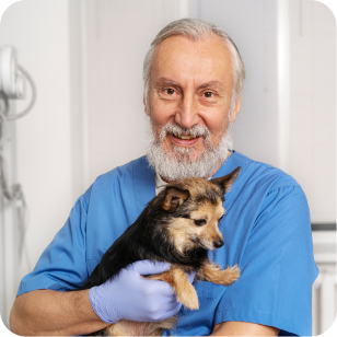 Vet holding dog